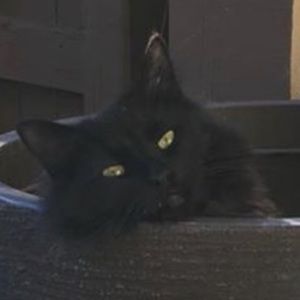 Meet your Posher, Faye